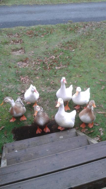 Hebergement au domaine de Litteau Exterior foto